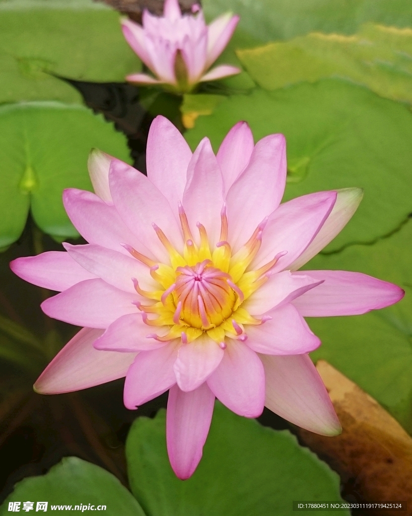 睡莲