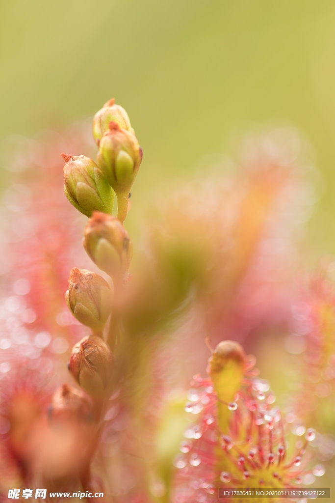 茅膏菜