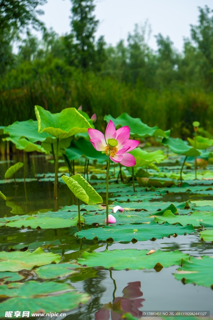 荷花