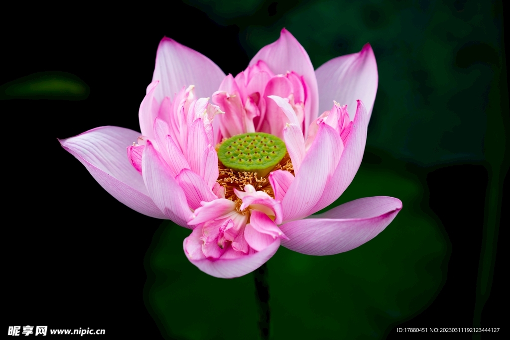 荷花