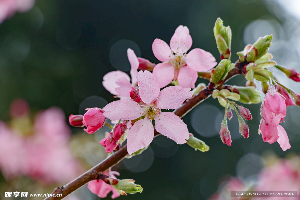 春暖花开