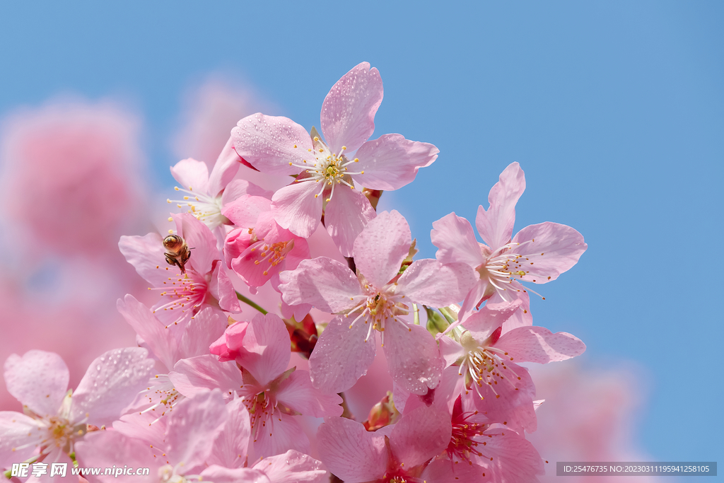 春暖花开