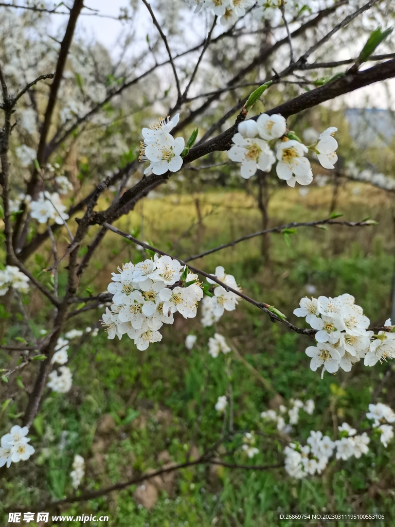 白色的小花