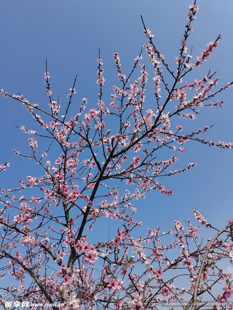 桃花树