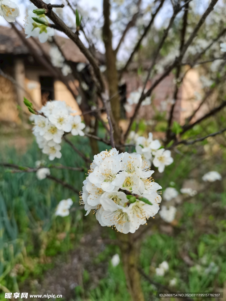 白色的小花