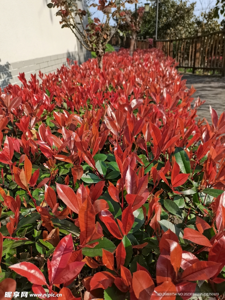 珊瑚树