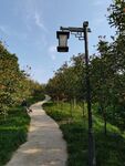 公园路灯
