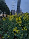油菜花夜景