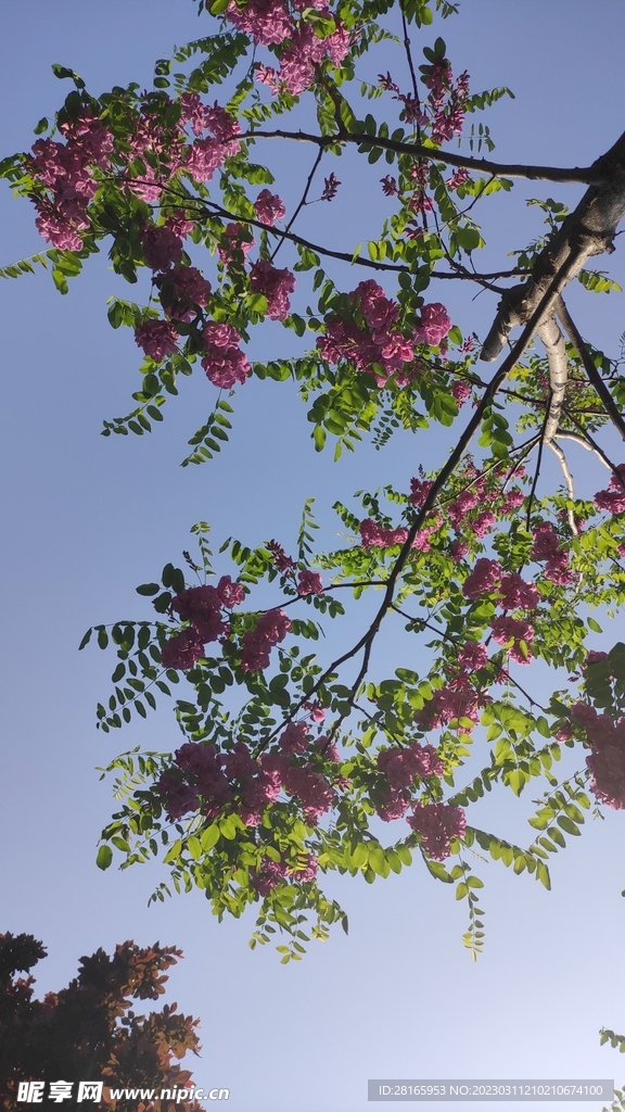 仰视花枝天空壁纸