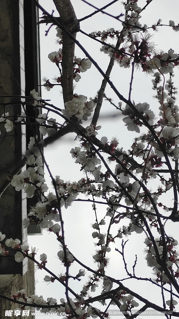 仰视花枝花朵天空