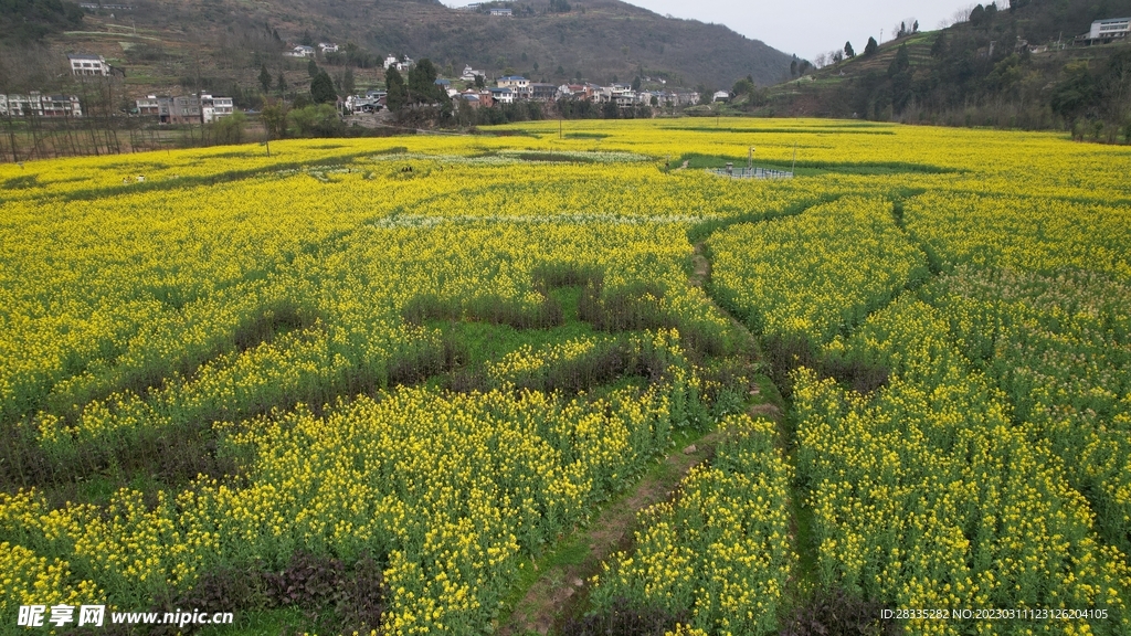 油菜花