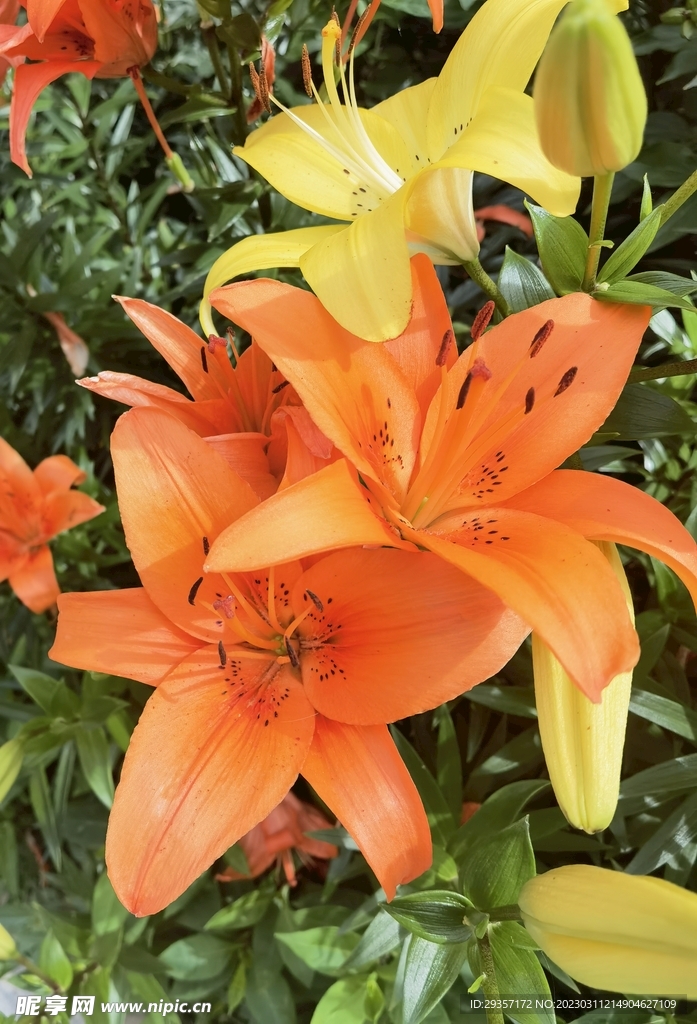 野百合花