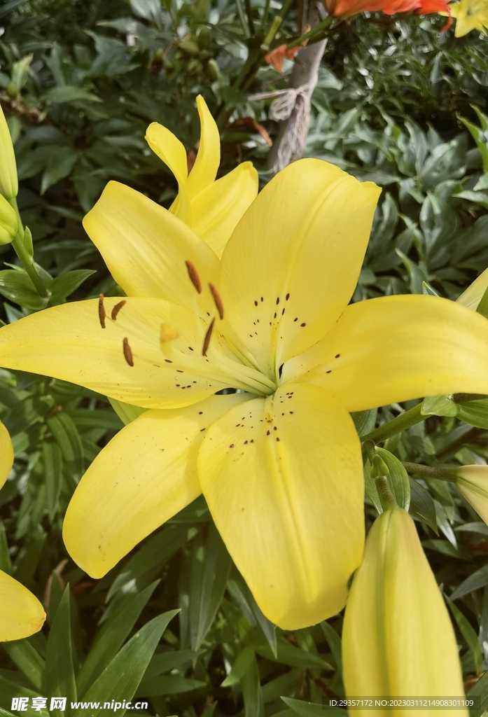 野百合花