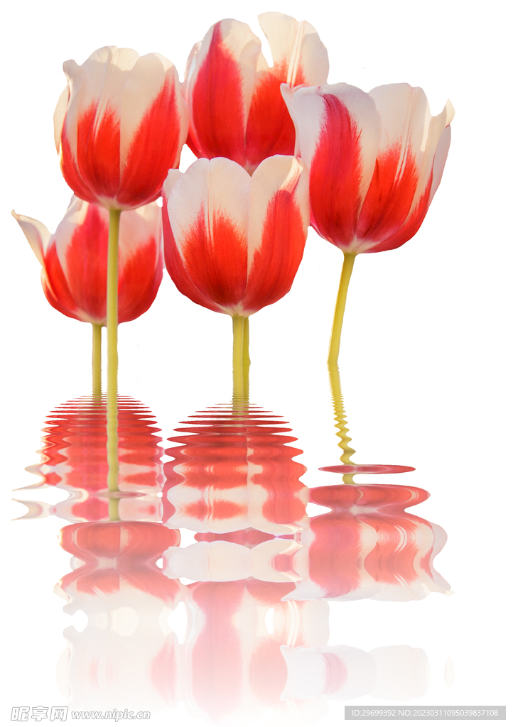 水彩花