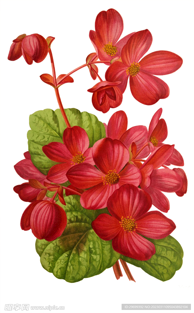 水彩花