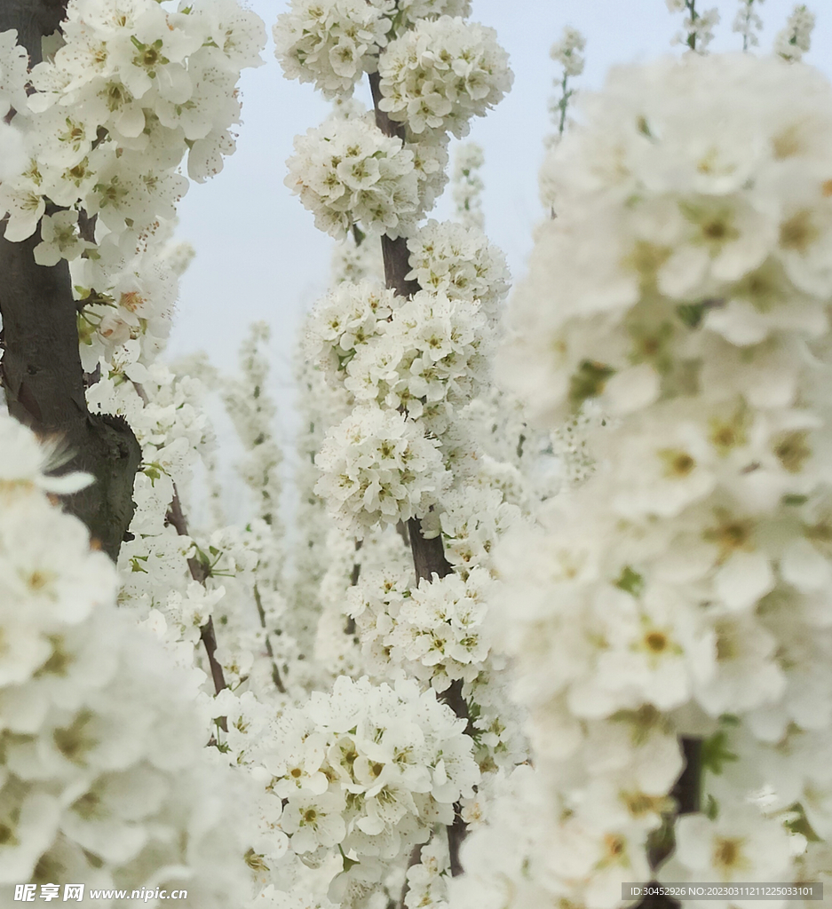 李子花白花白色的花纯洁洁白