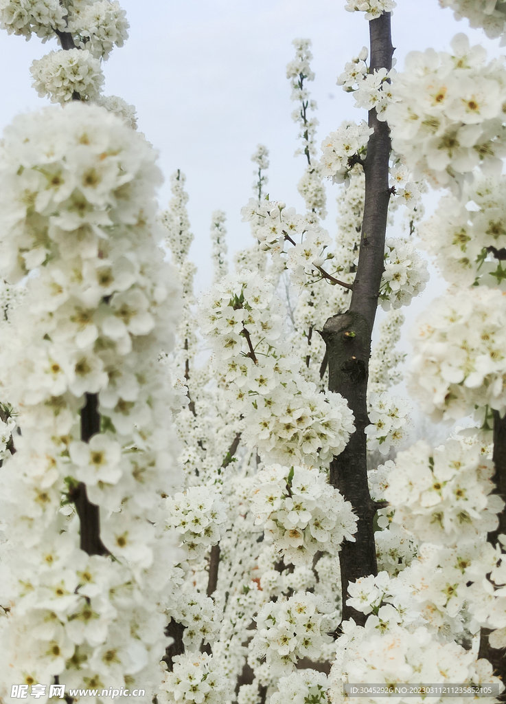 李子花白花白色的花纯洁洁白