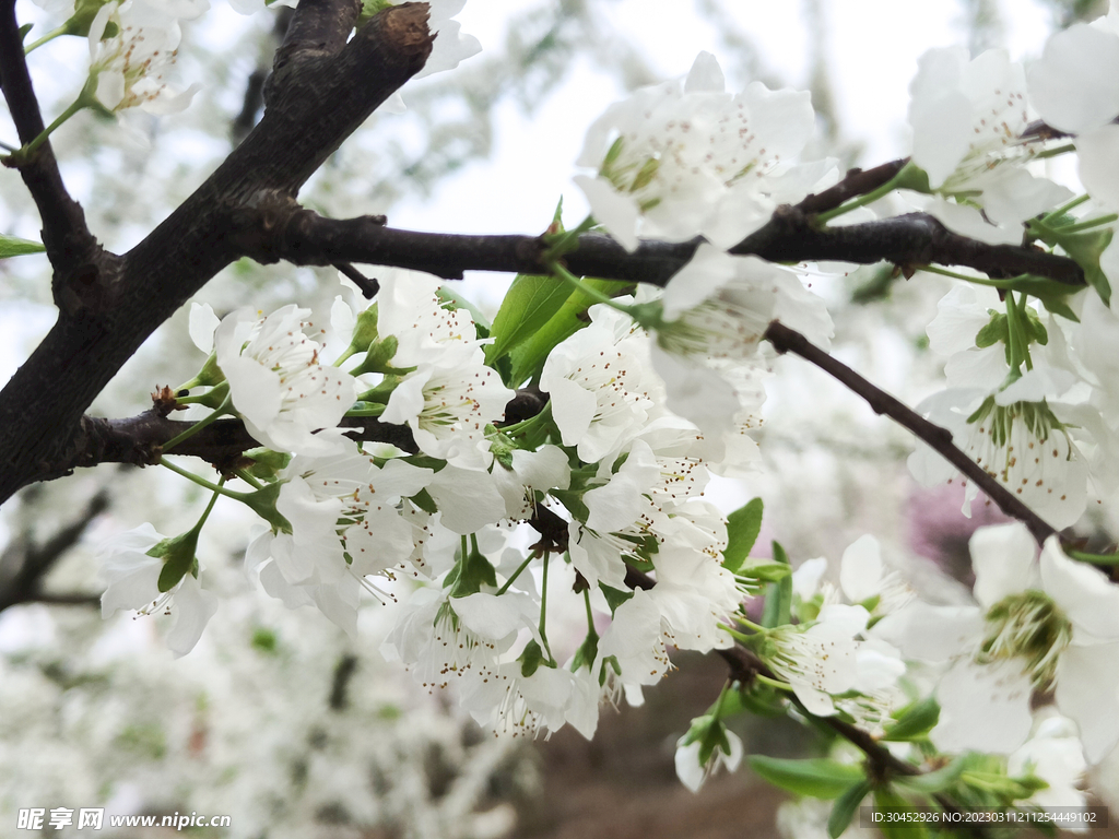 李子花白花白色的花纯洁洁白