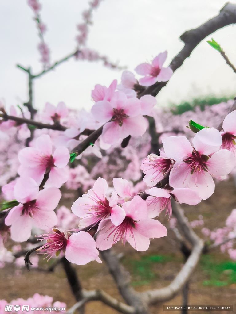 桃花粉红的花桃子