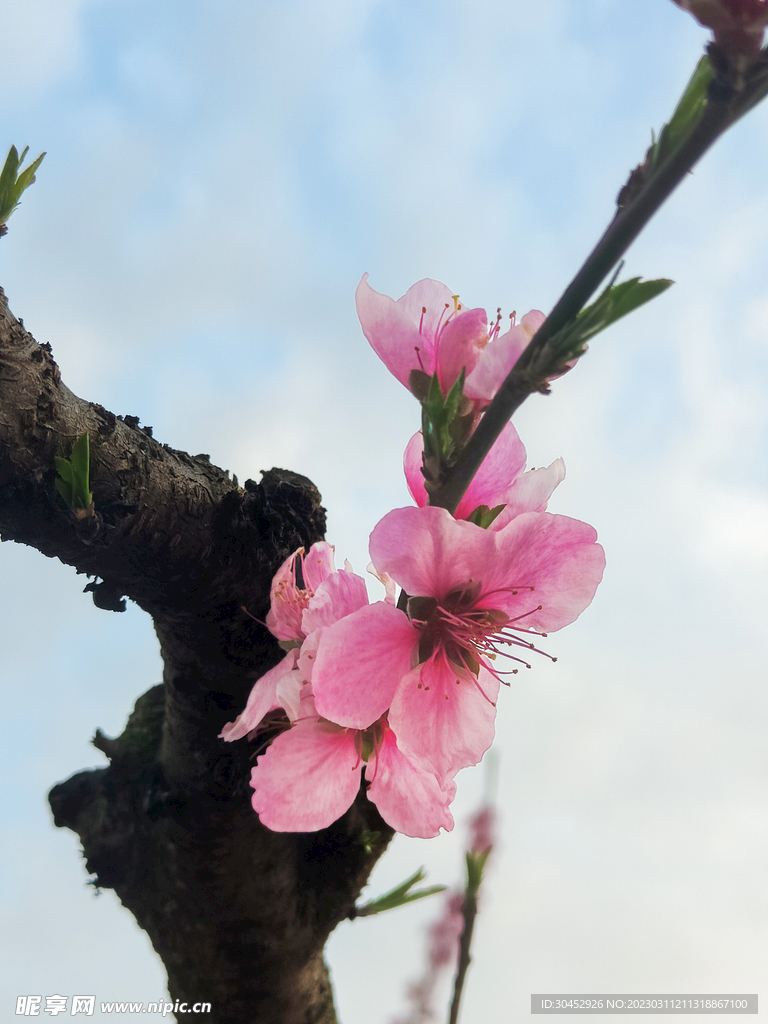 桃花