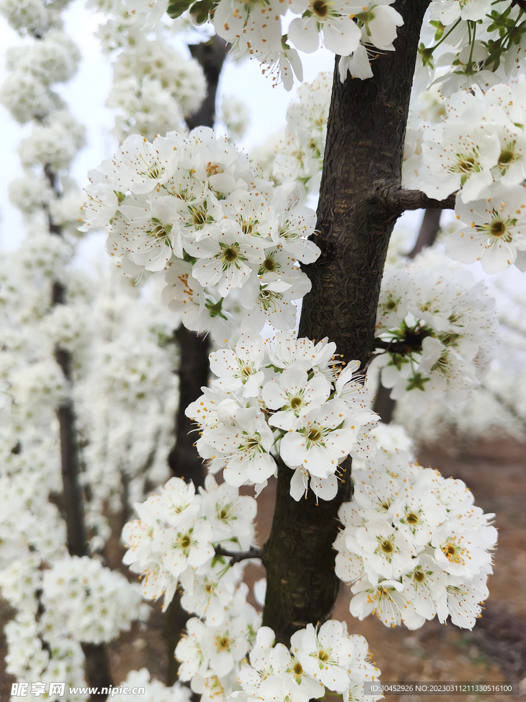 李子花白花