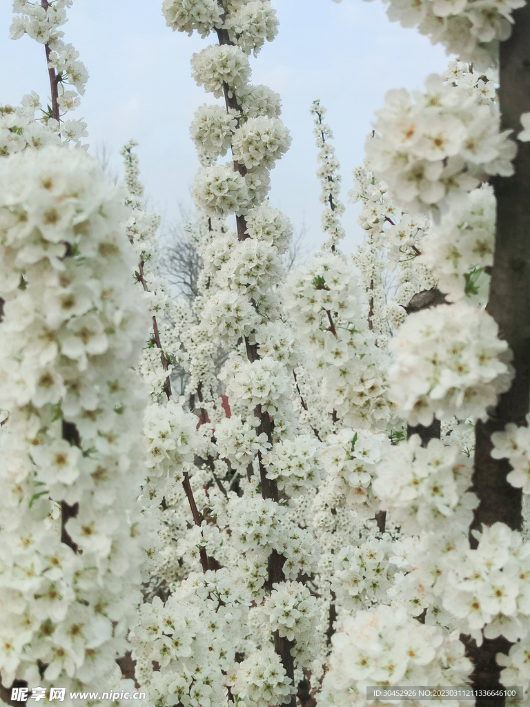 李子花李子白色的花