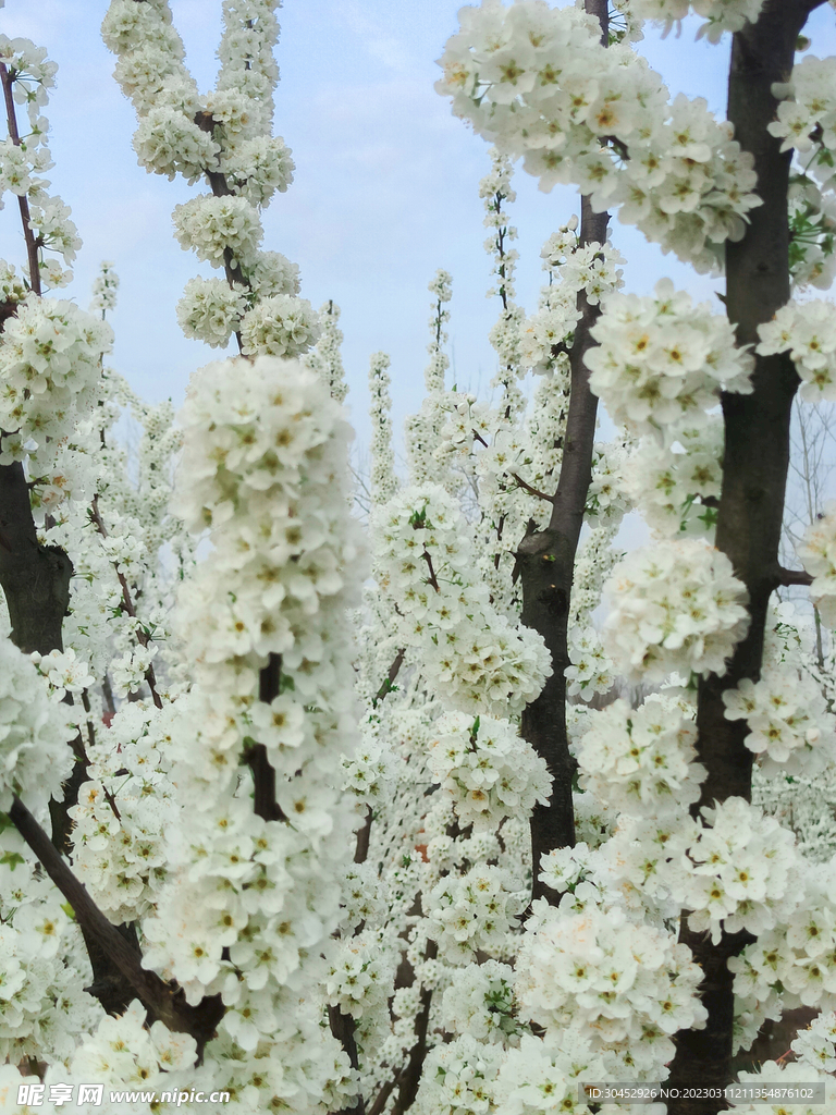 李子花白花白色的花