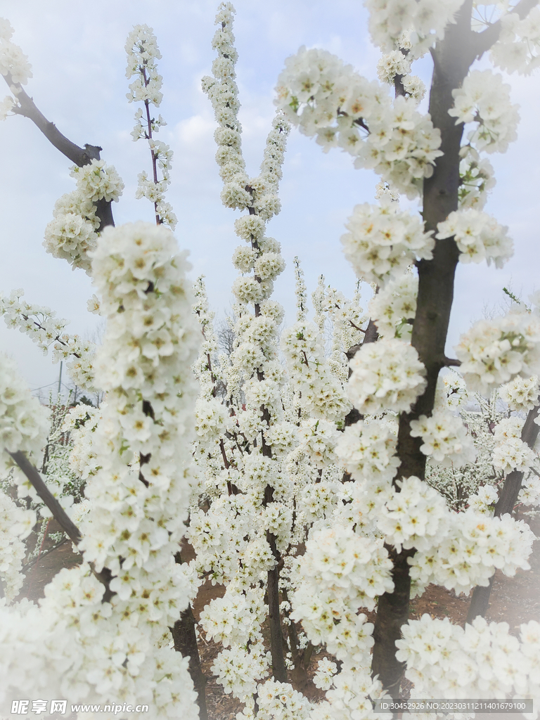 李子花白花