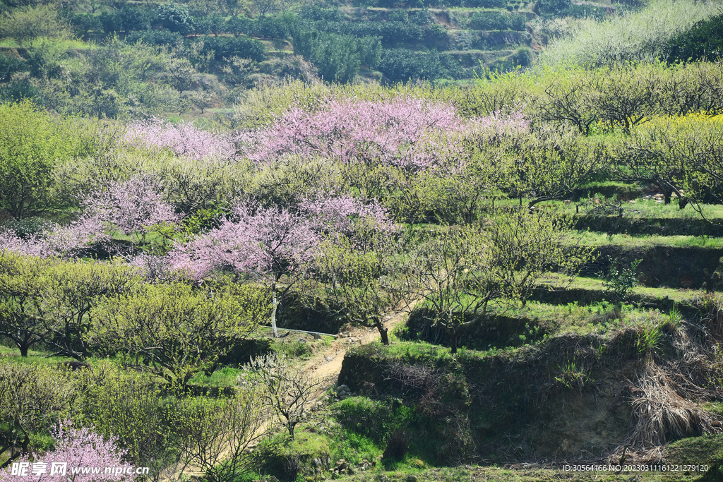 桃花林