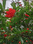 石榴花