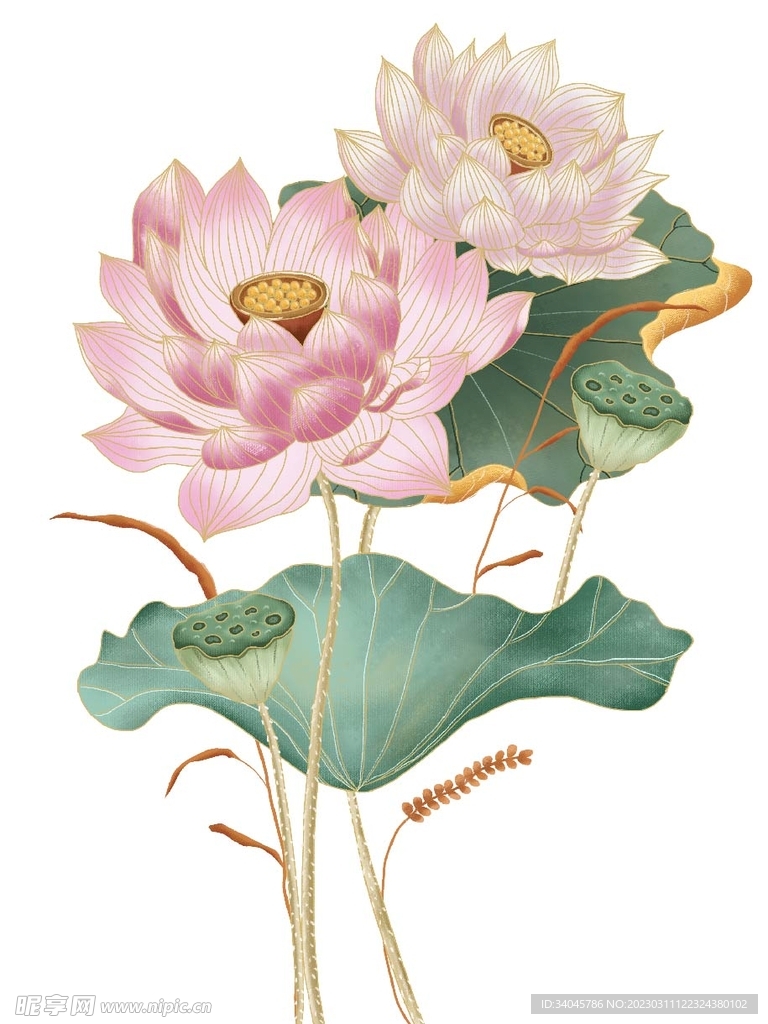 荷花抠图