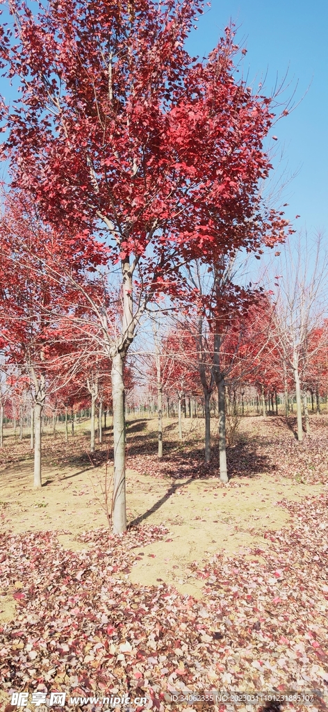 马山神秘风景