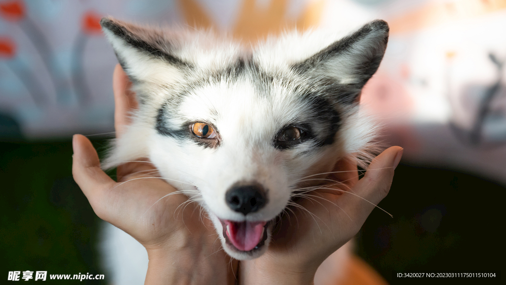 熊猫狐
