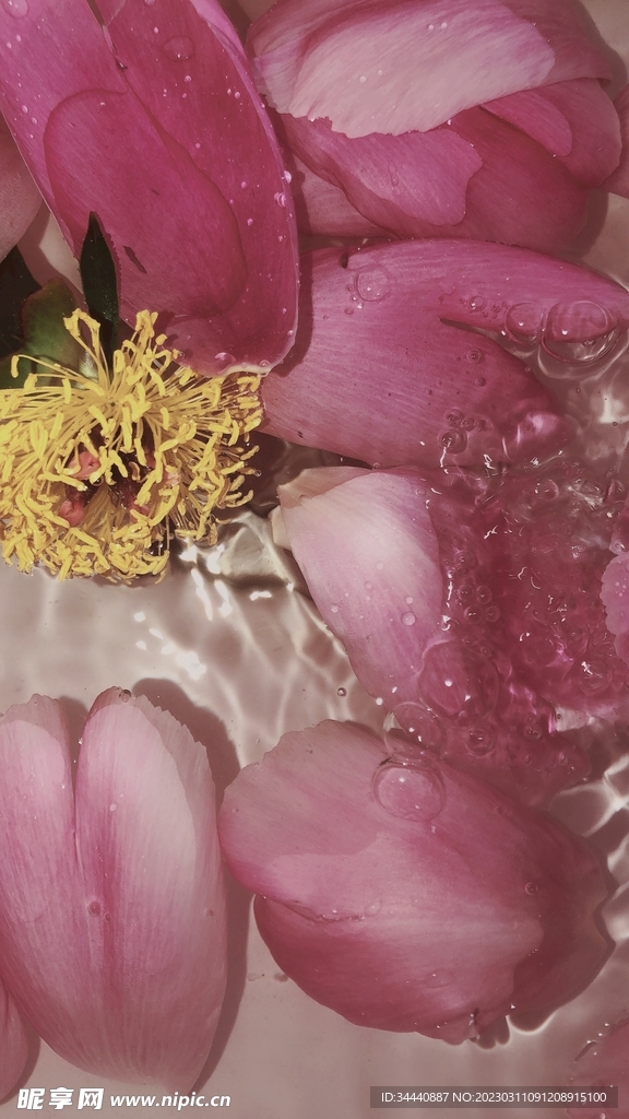 花蕊