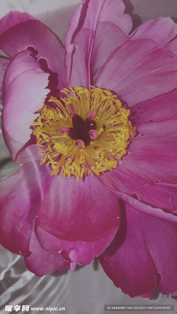 水中花