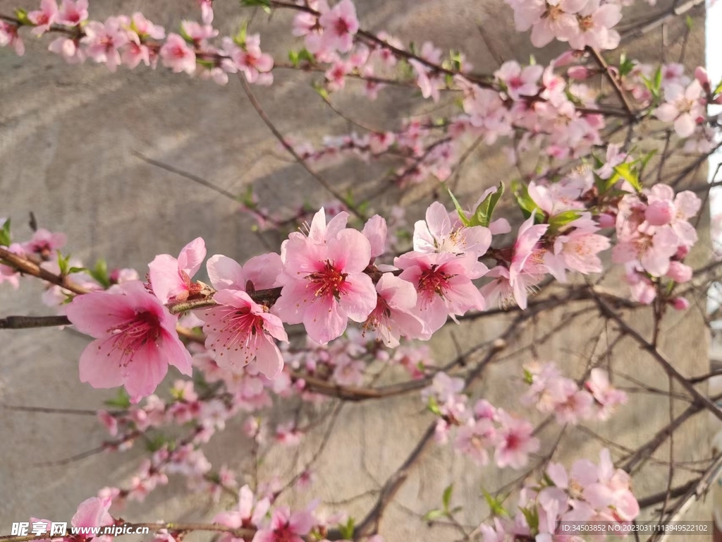 桃花