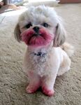 狗