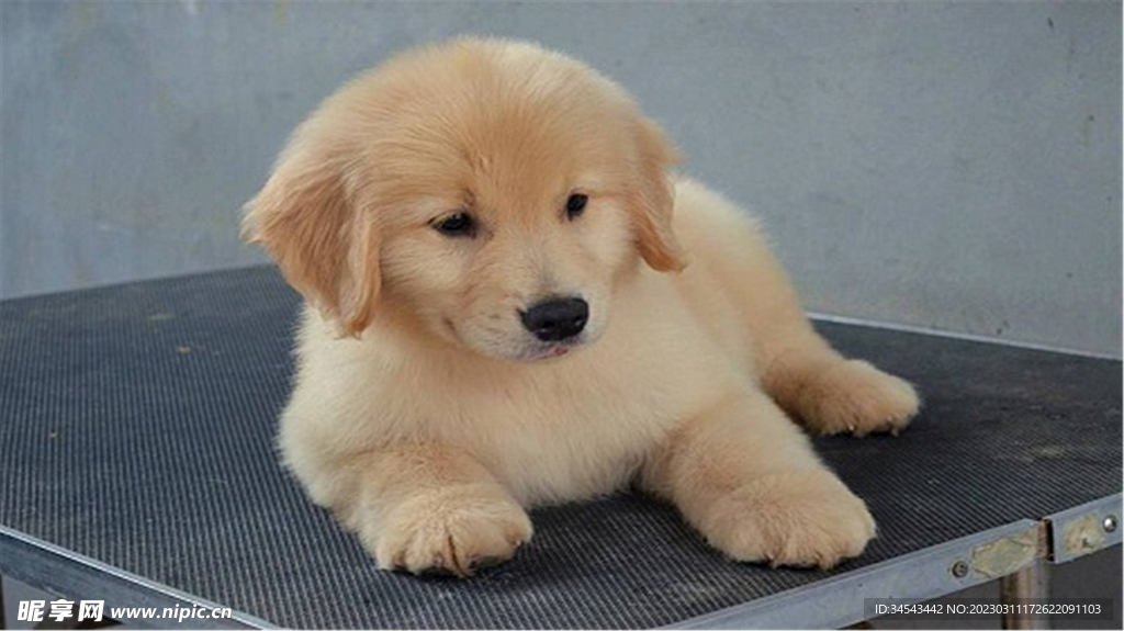 狗