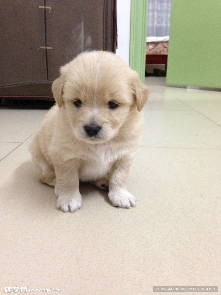 狗