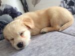 狗