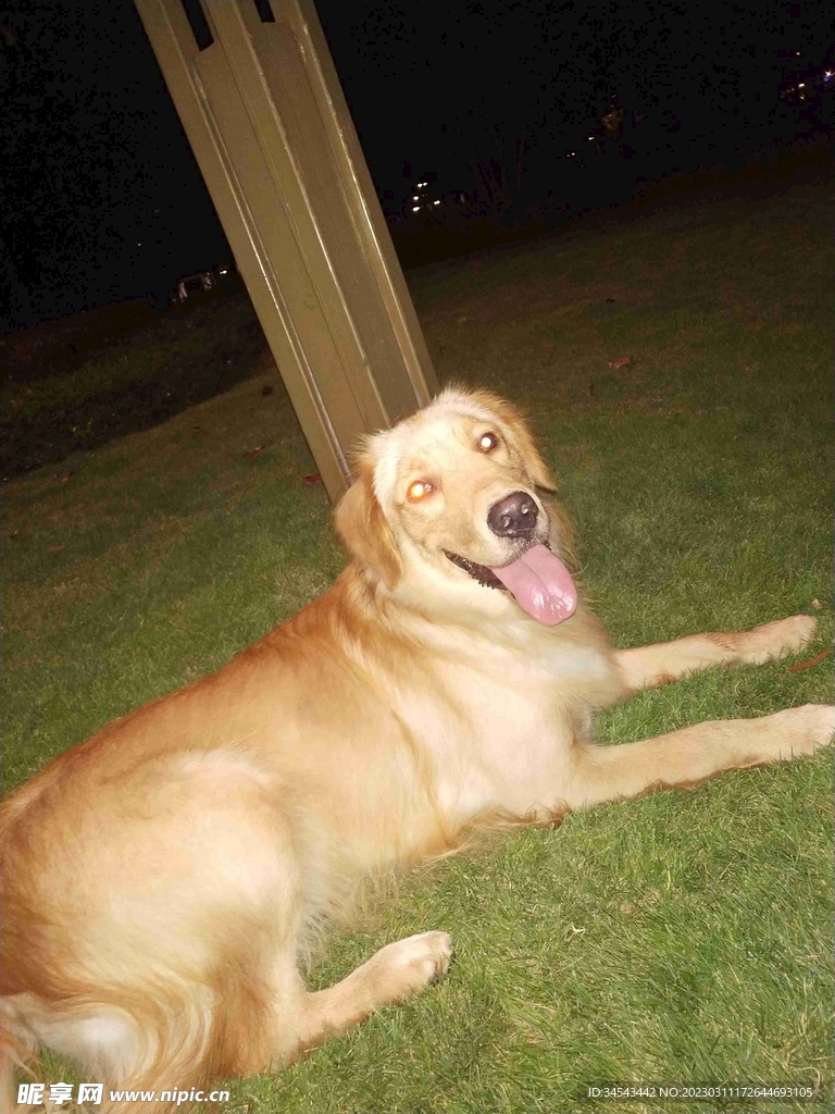 狗