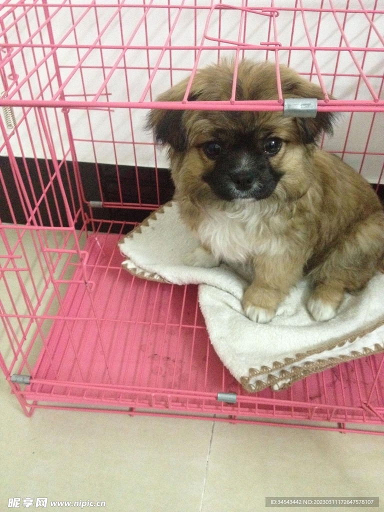 狗