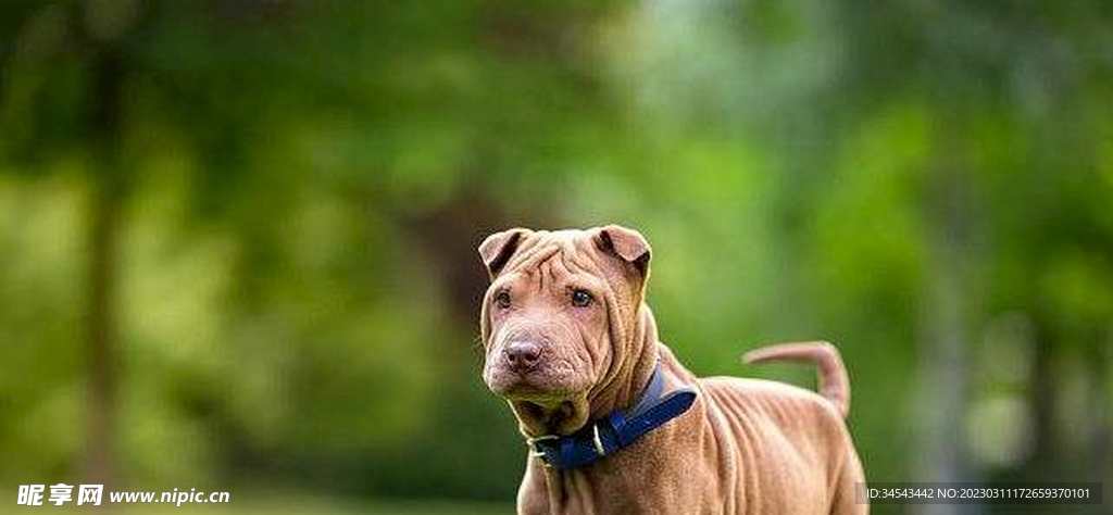 狗
