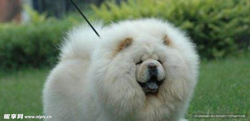 狗