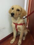 狗