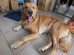 狗