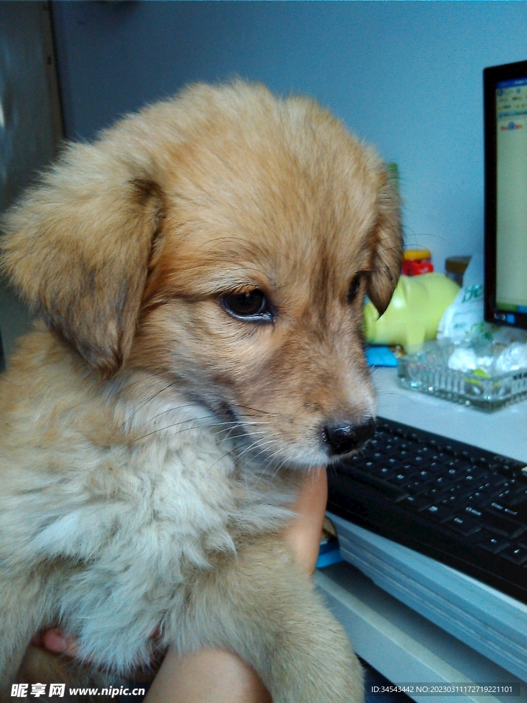 狗