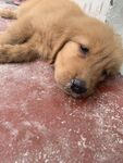 狗
