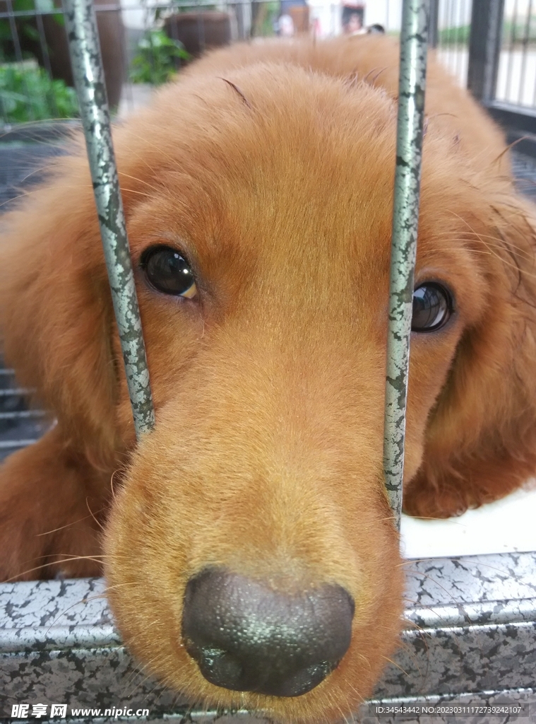 狗