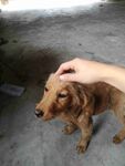 狗